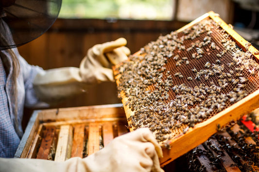 HEALING BENEFITS OF RAW HONEY🍯